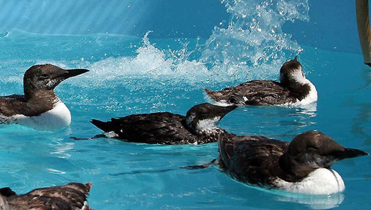 9e08cedb-murres_1441224309391.jpg
