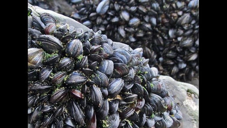 a49ae04f-mussel_1520482512990.jpg