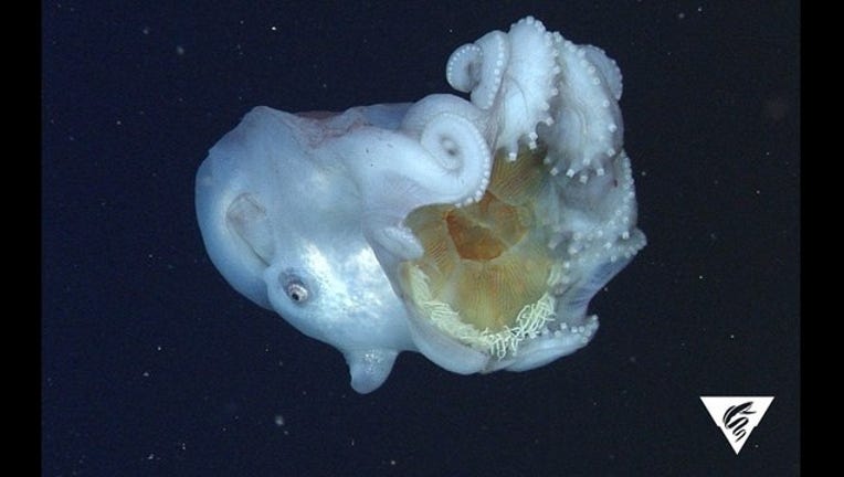 Deep Sea Discovery Monterey Bay Octopus Uses Jellies As Defense Weapon