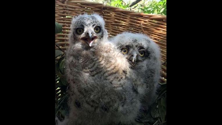 dce14c23-owls_1463076087716.jpg