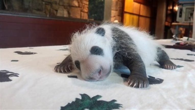 Giant Panda Cub_1442345387574