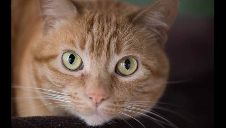 9cb7aefa-pet of the day2_1444509617874.jpg