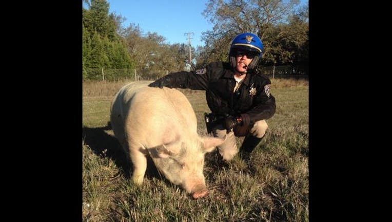 8aa86b52-pigpic_1448662024405.JPG