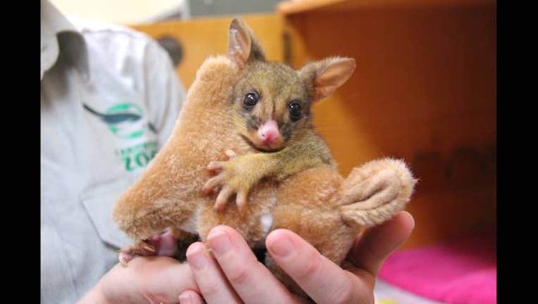 1b23c862-possum_1444246293763.jpg
