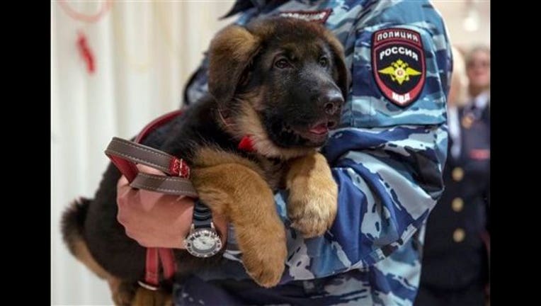 3f3fae39-APTOPIX Russia Paris Attacks Puppy_1449529980601