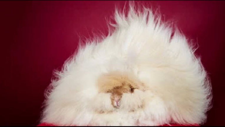 2f793234-rabbit_1441918967834.jpg