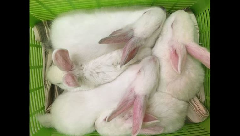 a9940e77-rabbits_1485639480652.jpg