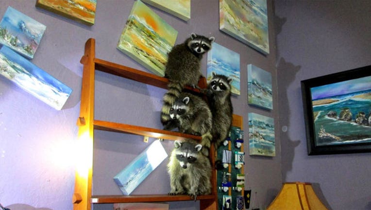 a9efbc63-raccoons at art gallery