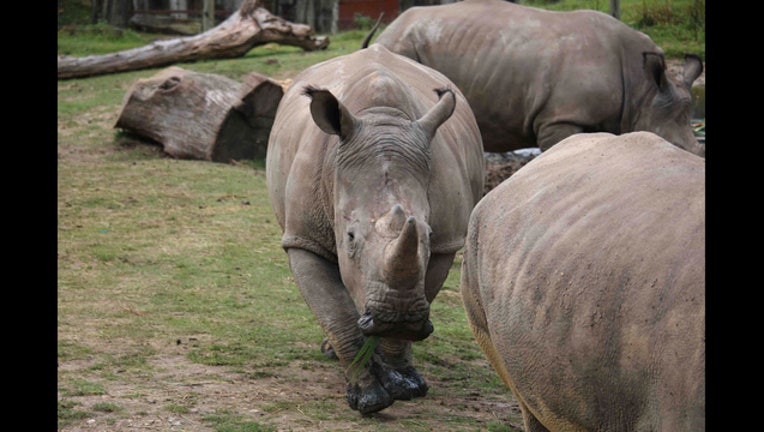 62712d94-France Rhinoceros_1488924485147