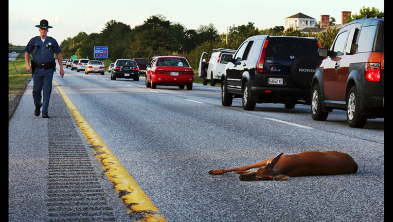 Oregon Roadkill_1498168873965