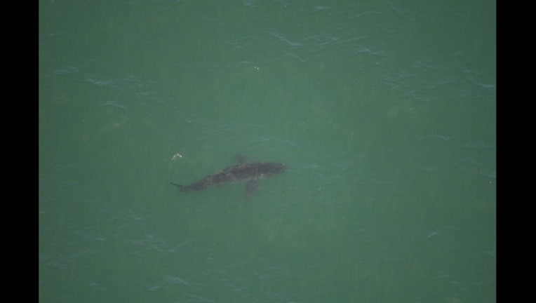 shark_gallery_1463587498858.JPG