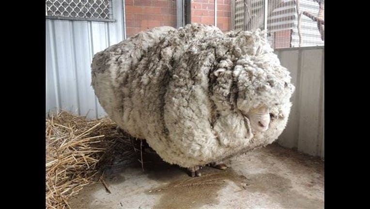 a5a89985-Australia Overgrown Sheep_1441283181090