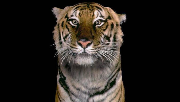 f6fc9a44-tiger_1496088934296.jpg