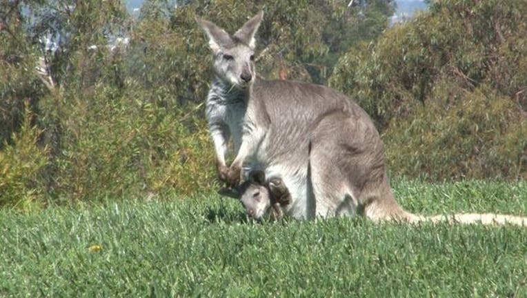 e4876157-wallaroo_1_1470429771712.jpg