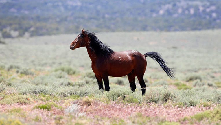 3d0f2552-wild-horse-GETTY_1553036371009-407068.jpg