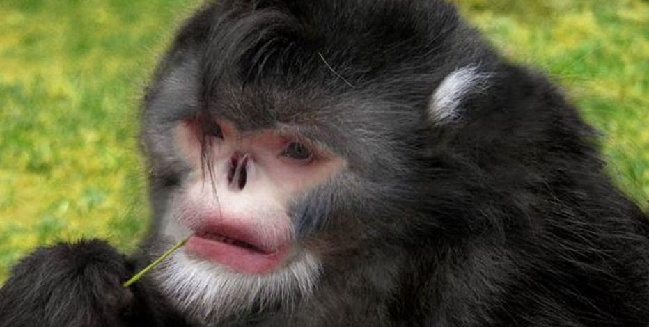 Rare snub-nosed monkey among new species discovered in Eastern