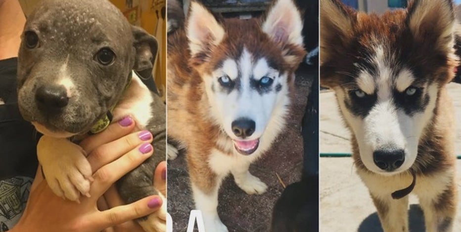 huskies on craigslist