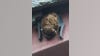 Fremont residents notified after dead bat tests positive for rabies