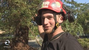 A pig finds a home in Pleasant Hill, a tree is trimmed and strangers helping strangers