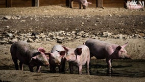 A solution for food waste in schools: Feed it to the pigs