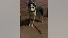 Lost California dog found in New Mexico