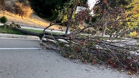 Nine injured when tree falls at Martinez farmers market