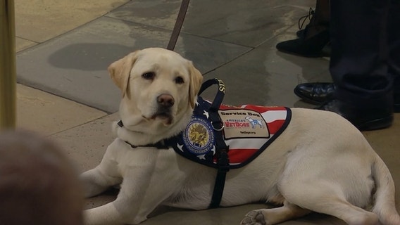 George H.W. Bush's service dog Sully receives Public Service Award