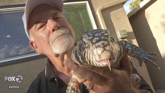 Two stolen San Jose snakes have been found