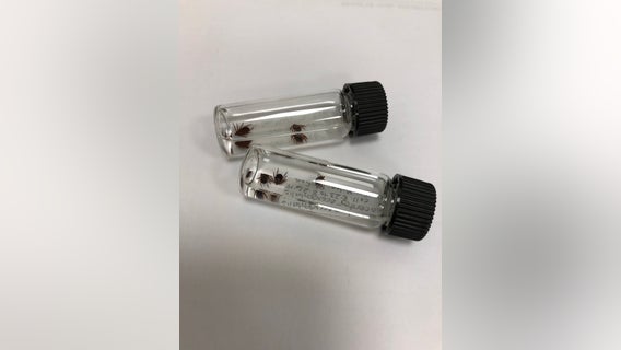 Parents fearful of ticks found on athletic fields