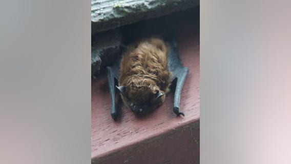 Fremont residents notified after dead bat tests positive for rabies