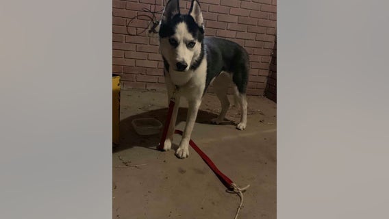 Lost California dog found in New Mexico