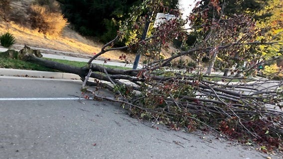 Nine injured when tree falls at Martinez farmers market