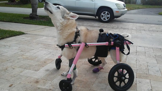 Disabled Florida dog stolen in car found: 'Zorra is gone, she is dead'