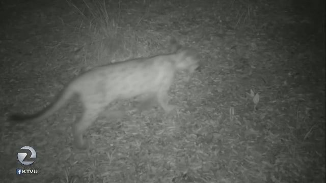 Mountain lion spotted in Millbrae Monday night