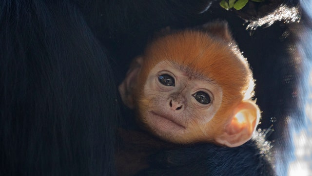 SF Zoo to host naming contest following rare monkey's birth