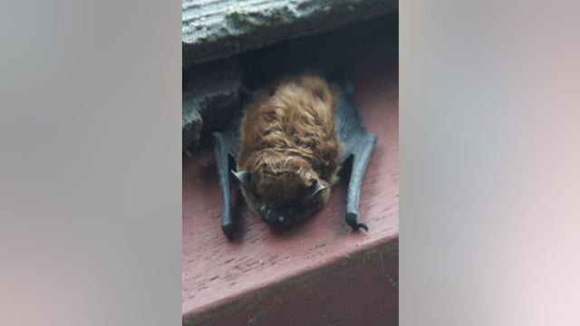 Fremont residents notified after dead bat tests positive for rabies