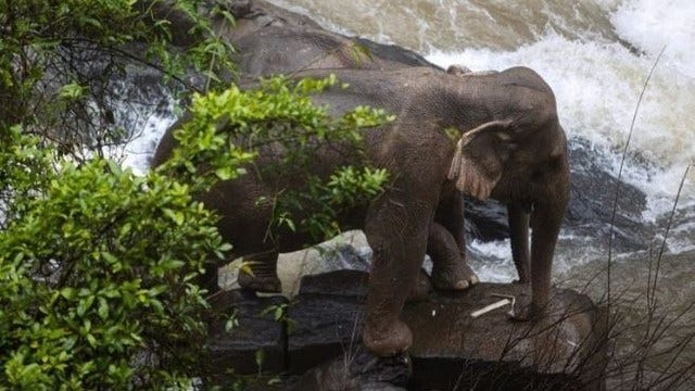 6 elephants fall to their death trying to save fallen calf at Thai waterfall