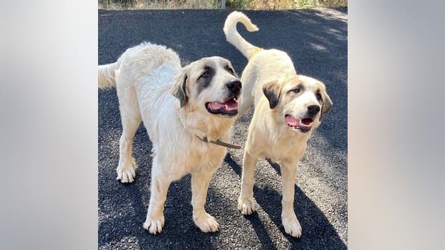 Lost a pet in the Kincade Fire? There's a FB page that can help