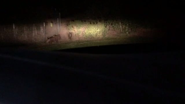 Wild pigs wreak havoc in Lafayette park, ruining soccer fields, homeowner lawns