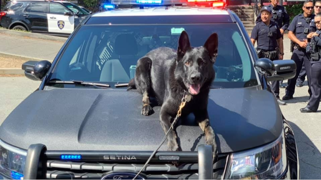 Beloved San Leandro police K-9 retires, credited for helping to keep community safe