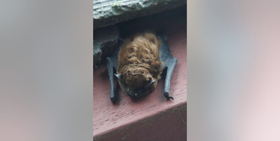 Fremont residents notified after dead bat tests positive for rabies