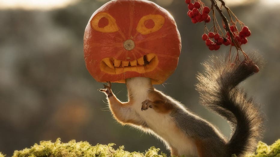 A photographer has snapped squirrels playing with pumpkins for Halloween. (Credit: SWNS)