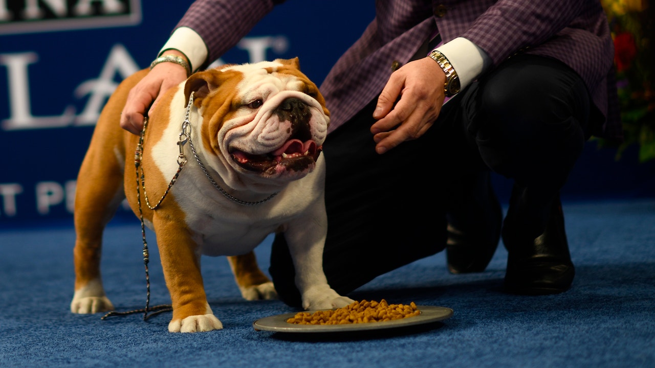 'Thor' the Bulldog takes top prize at the National Dog Show