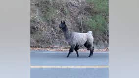 'Lovely llama': Firefighters help rescue a llama wandering near Tilden Regional Park