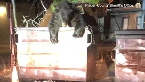 Video: Sheriff's deputy comes to aid of huge bear named "T-Shirt"