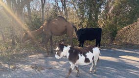 Cow, donkey and camel found roaming, reminiscent of a Christmas Nativity scene