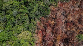 NASA scientists say humans are drying out the Amazon — making it more vulnerable to fires and drought