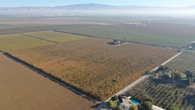 Investigators: Hemp plants seized in Central California were pot worth $1B