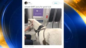 Miniature horse rides BART to San Francisco