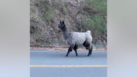 'Lovely llama': Firefighters help rescue a llama wandering near Tilden Regional Park